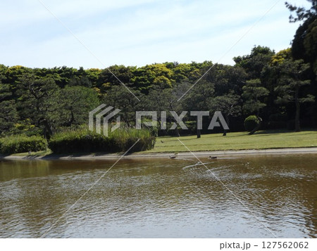 稲毛海浜公園浜ノ池に来カルガモ 稲毛海浜公園浜ノ池に来カルガモ 127562062