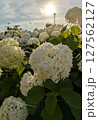 夕日に照らされるアジサイ【梅雨素材】 127562127