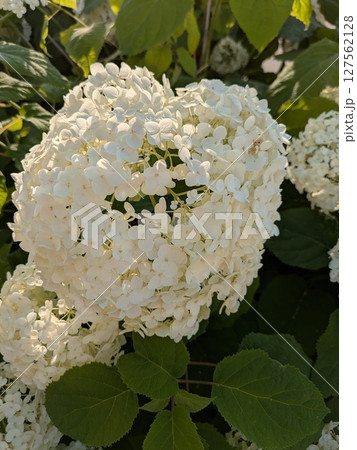 白いアジサイ 紫陽花【梅雨素材】 127562128