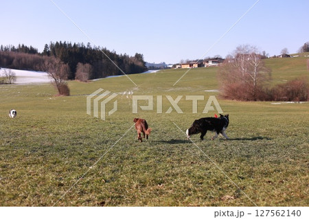 Two dogs are running in a field Two dogs are running in a field 127562140