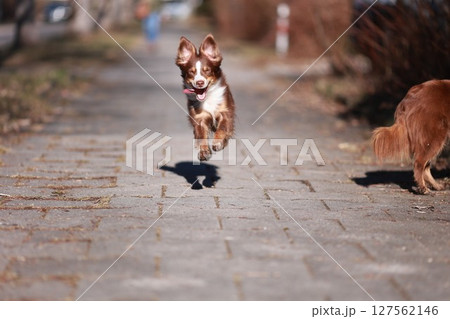 Miniature Australian Shepherd dog in red-tri color is running on a sidewalk Miniature Australian Shepherd dog in red-tri color is running on a sidewalk 127562146