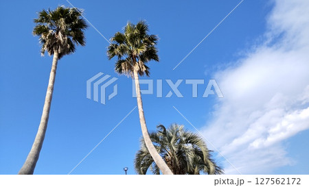 20頭身並みのワシントンパーム 20頭身並みのワシントンパーム 127562172
