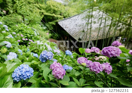 鎌倉, 長谷寺の紫陽花 127562231