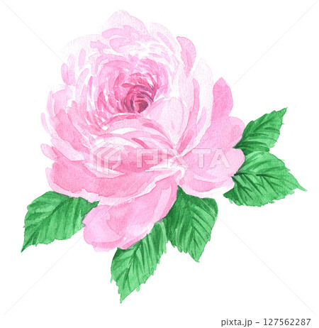 水彩で描いたピンクの薔薇25621pix7 127562287