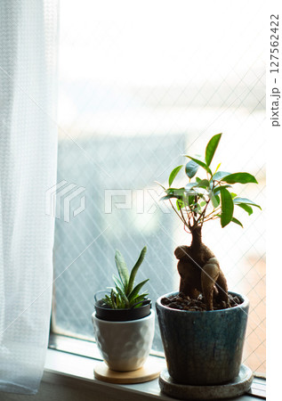 明るい窓辺に置かれた二つの観葉植物 明るい窓辺に置かれた二つの観葉植物 127562422