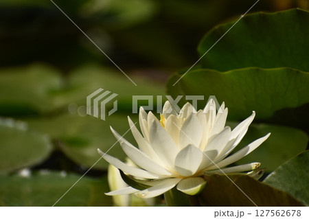初夏に咲く真っ白なスイレンの花 初夏に咲く真っ白なスイレンの花 127562678