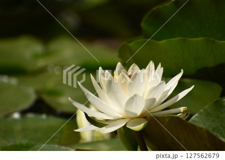 初夏に咲く真っ白なスイレンの花 初夏に咲く真っ白なスイレンの花 127562679