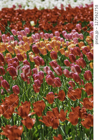カラフルなチューリップ畑 127562758