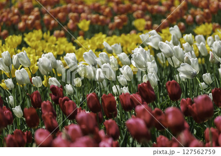 カラフルなチューリップ畑 127562759
