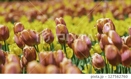 カラフルなチューリップ畑 127562760