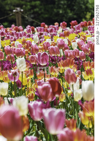 カラフルなチューリップ畑 127562768