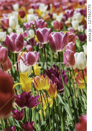 カラフルなチューリップ畑 127562770