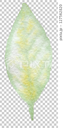 Watercolor illustration summer tropical Watercolor illustration summer tropical 127562820