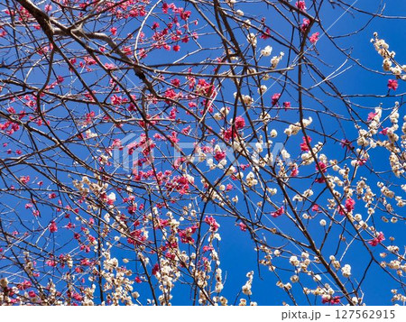 赤と白色のウメの花 赤と白色のウメの花 127562915