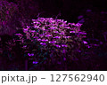 夜のアジサイライトおアップ 127562940