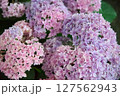 夏の紫陽花 127562943