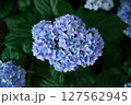 夏の紫陽花 127562945