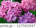 夏の紫陽花 127562947