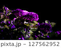 夜のアジサイライトおアップ 127562952