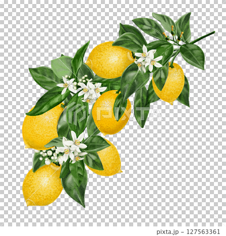 Branch with lemons and flowers. Small white citrus flowers with fruits. Lemon harvest. Tree leaves and branches. Southern plants. Watercolor illustration isolated from background. Hand drawing.  127563361