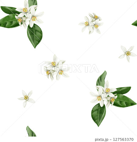 Seamless pattern with white orange blossom flowers and inflorescences. Small white orange flowers. Leaves and petals. Watercolor illustration isolated from the background. Hand drawing. fabric  127563370