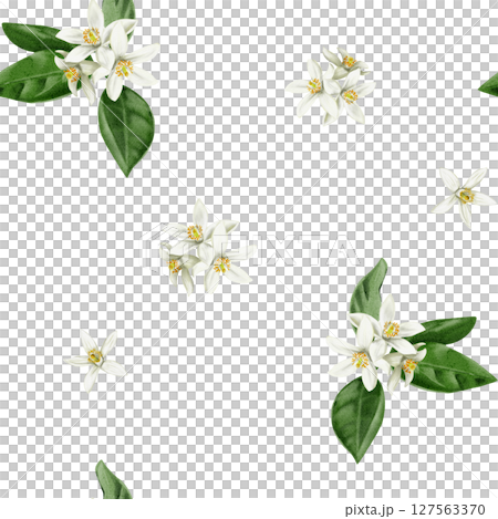 Seamless pattern with white orange blossom flowers and inflorescences. Small white orange flowers. Leaves and petals. Watercolor illustration isolated from the background. Hand drawing. fabric Seamless pattern with white orange blossom flowers and inflorescences. Small white orange flowers. Leaves and petals. Watercolor illustration isolated from the background. Hand drawing. fabric 127563370
