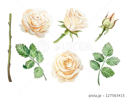 Peach roses set watercolor. Pastel flowers, bud, green leaves, stem. Hand drawn vector illustration. For greeting cards, wedding invitations, summer banners, labels, posters. Peach roses set watercolor. Pastel flowers, bud, green leaves, stem. Hand drawn vector illustration. For greeting cards, wedding invitations, summer banners, labels, posters. 127563415