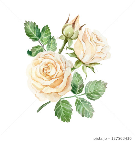 Roses peach watercolor. Hand drawn vector illustration of beautiful bouquet of pastel flowers and bud. Greeting cards for birthday, Valentines day, Mothers day, wedding invitations, banners, posters. Roses peach watercolor. Hand drawn vector illustration of beautiful bouquet of pastel flowers and bud. Greeting cards for birthday, Valentines day, Mothers day, wedding invitations, banners, posters. 127563430