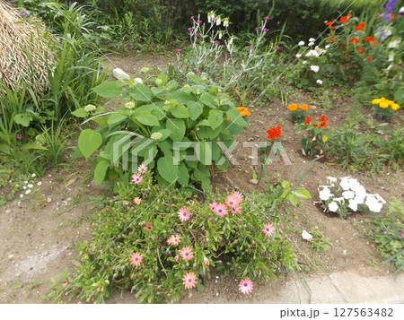 咲き始めた紫陽花とアフリカキンセンカ 咲き始めた紫陽花とアフリカキンセンカ 127563482