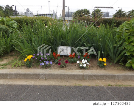 黄色いマリーゴルドと白いペチニアの花 127563483