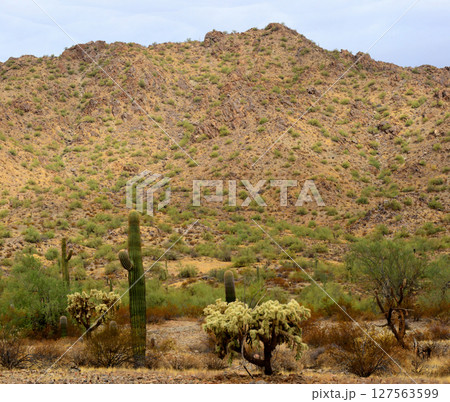 Winter San Tan Mountains Sonoran Desert Arizona Winter San Tan Mountains Sonoran Desert Arizona 127563599