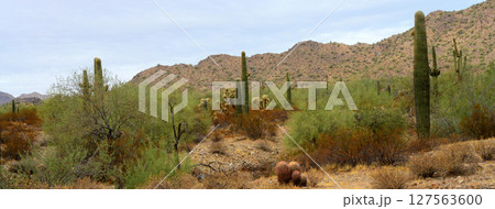 Panorama Winter San Tan Mountains Sonoran Desert Arizona Panorama Winter San Tan Mountains Sonoran Desert Arizona 127563600