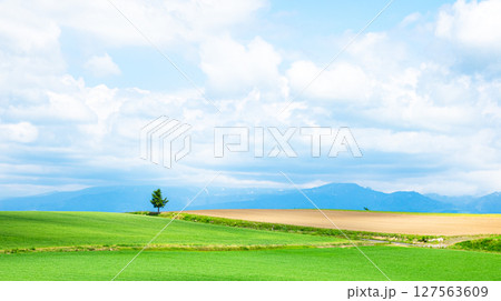 爽やかな夏の北海道らしい木のある風景 127563609