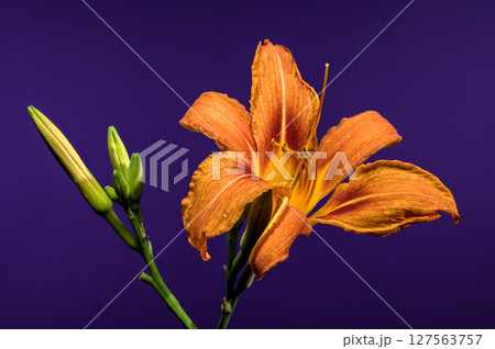 Orange Daylily Bloom on a Bold Purple Background 127563757