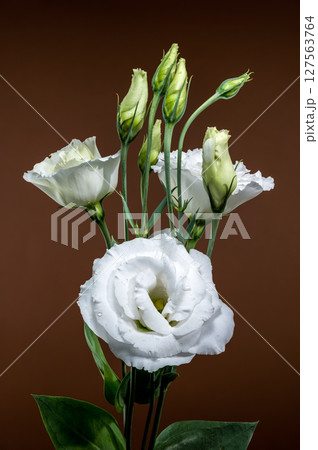 White Eustoma Flowers and Buds on a Rich Brown Background 127563764