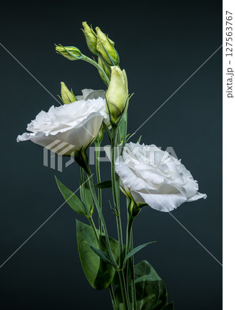 White Eustoma Flowers and Buds on a Dark Grey Background 127563767