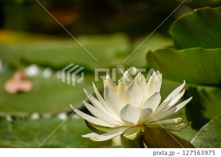 初夏の池に咲く白いスイレン 127563975
