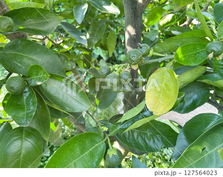 未熟な獅子柚子（シシユズ） 127564023