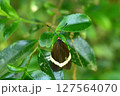 葉にとまるホタルガ 127564070
