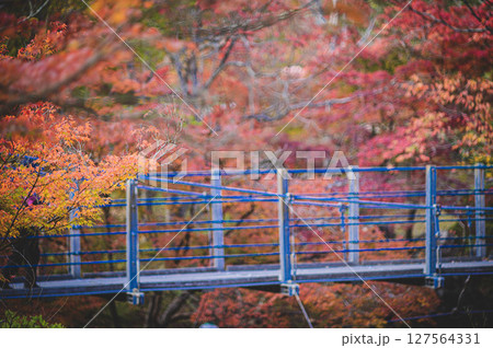 紅葉に包まれた吊り橋2 127564331