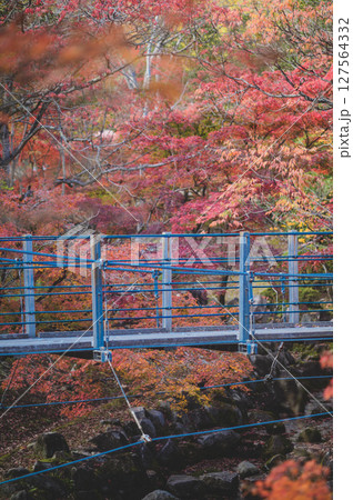 紅葉に包まれた吊り橋3 127564332