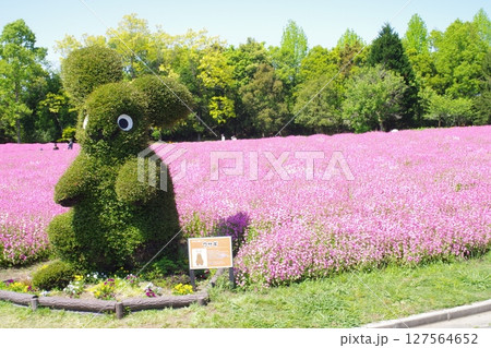 備北丘陵公園花の広場の景色 127564652