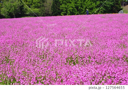 備北丘陵公園花の広場の景色 127564655