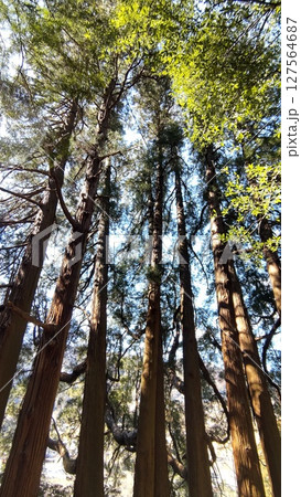 高千穂天岩戸神社東本宮 七本杉 高千穂天岩戸神社東本宮 七本杉 127564687