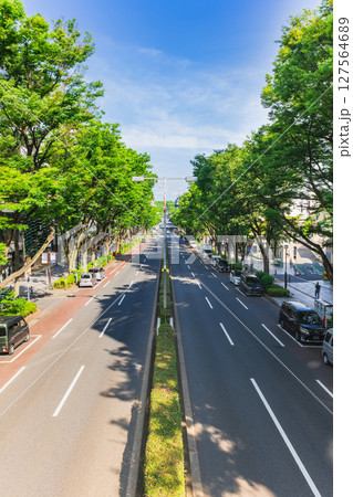 東京　新緑の表参道 127564689