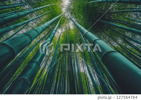 Tall bamboo stalks create a tranquil atmosphere under bright daylight Tall bamboo stalks create a tranquil atmosphere under bright daylight 127564764