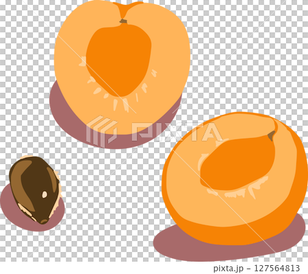 Apricot and seed illustration Apricot and seed illustration 127564813