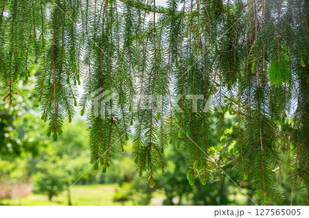 垂れ下がるドイツトウヒ 127565005