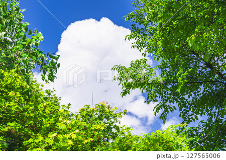 初夏の青紅葉と新緑 初夏の青紅葉と新緑 127565006