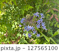 おおるつぼ　花 127565100